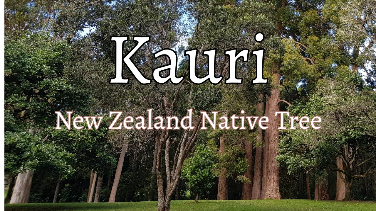 Kauri - NZ native trees