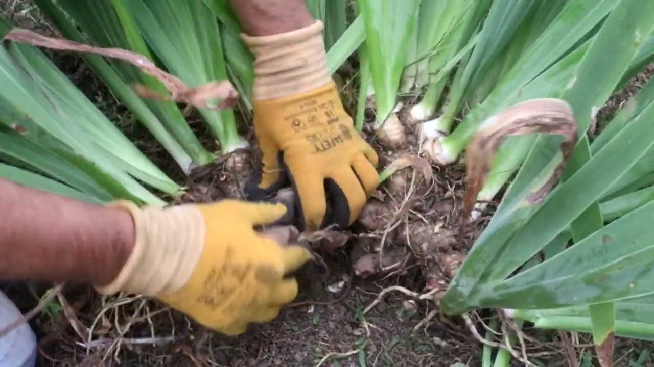 IRIS 3 - Moltiplicazione e messa a dimora
