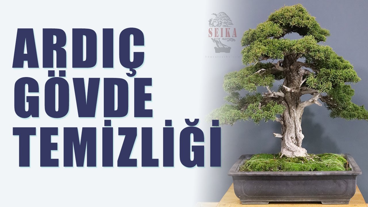 Ardıçlarda Gövde ve Ölü Dal Temizliği | Tüm Detaylar