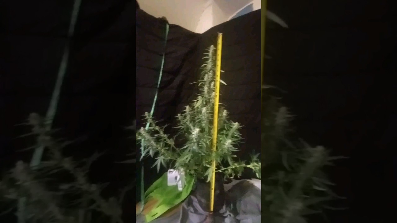 moby dick autoflower plants