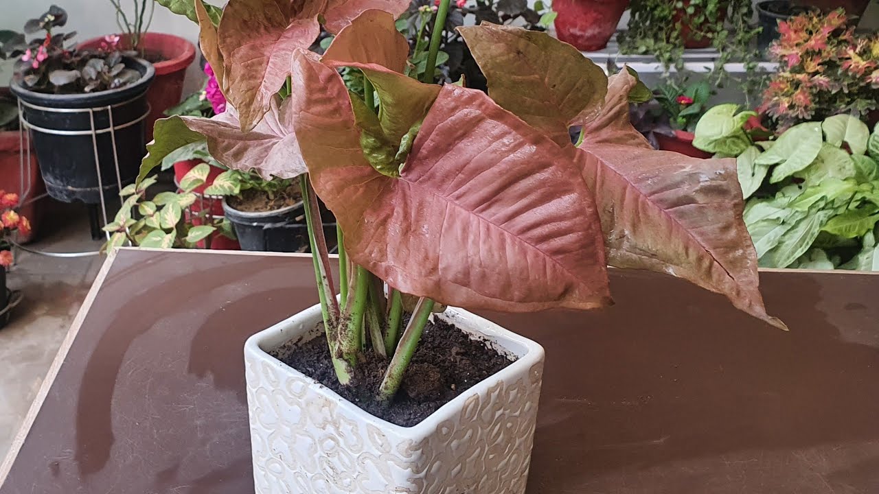 Pink Syngonium in stunning style for indoor decoration// Propagation & Potting