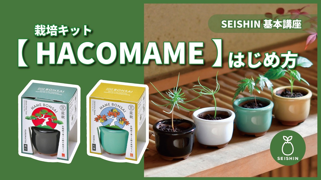 HACOMAME盆栽栽培セット