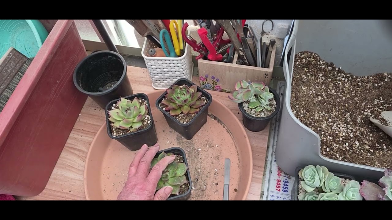 저면할 아이 