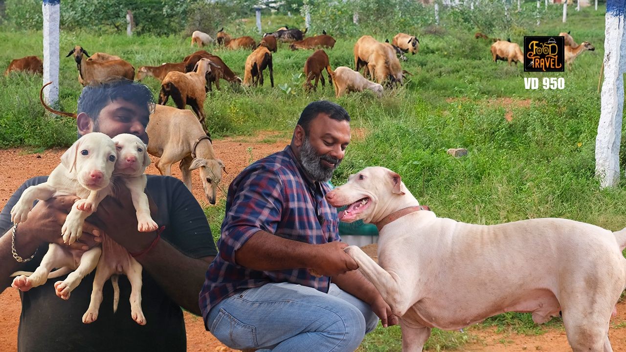രാജപാളയം വാങ്ങാൻ രാജപാളയം വരെ | To Rajapalayam for buying Rajapalayam Puppies - Hunting Dog of India