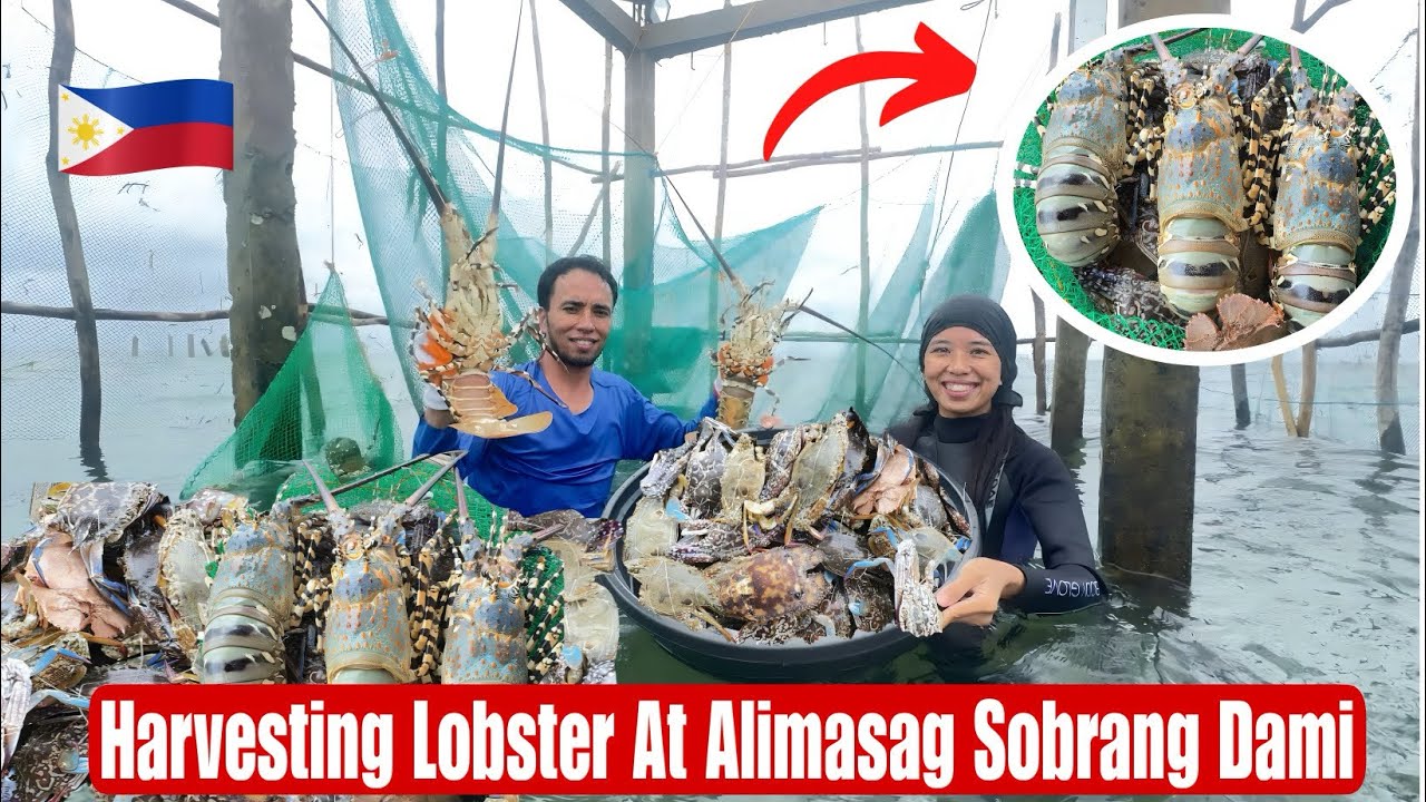 Harvesting Lobster At Langbay Sobrang Dami Nila 