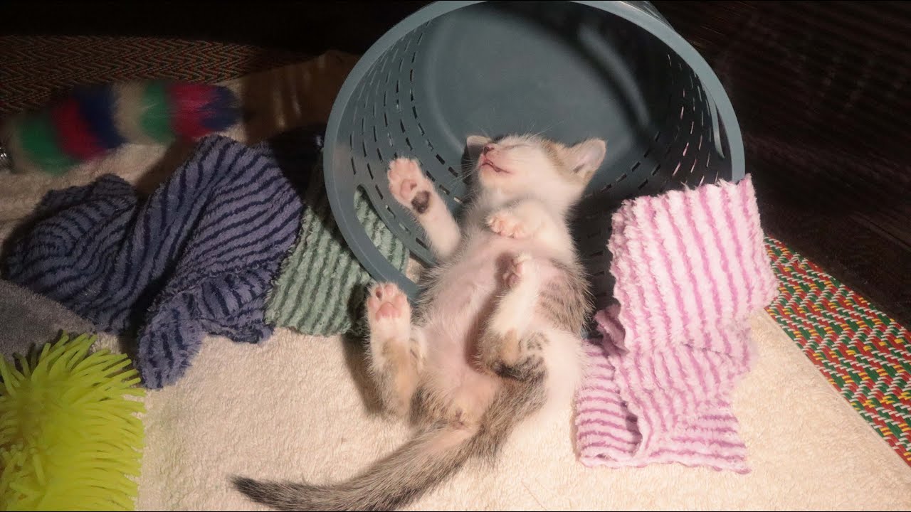 Cute and lovely kitten playing after their dinner