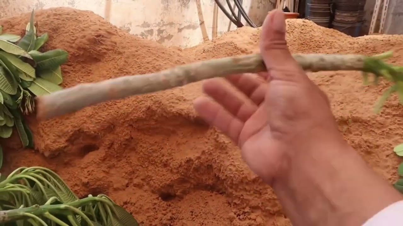 زراعة الياسمين الهندي من العقل