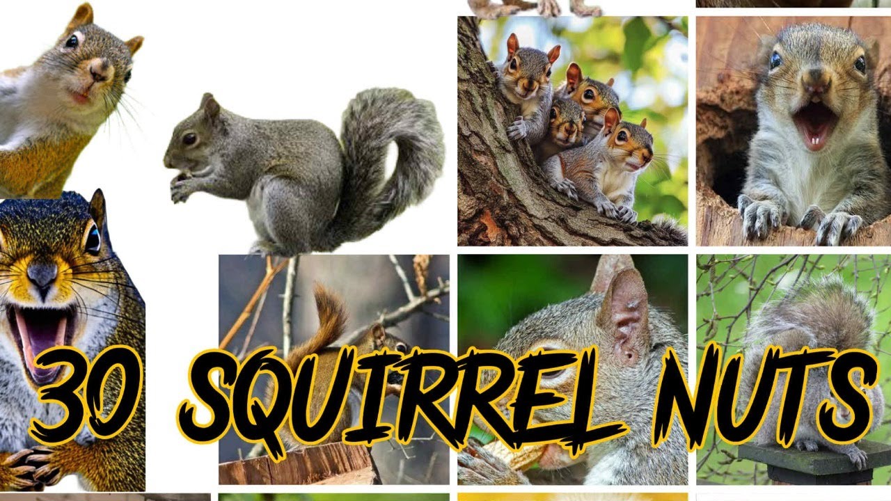30 Squirrel Nuts: Spring has Sprung