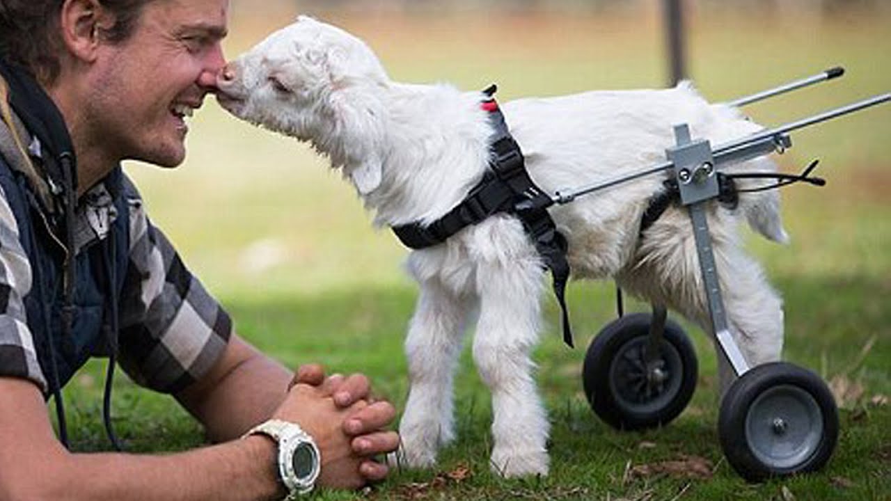 6 Adorable Handicapped Animals