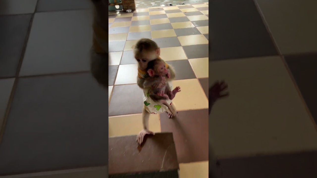 pavpav walk hug  baby monkey linda to mother