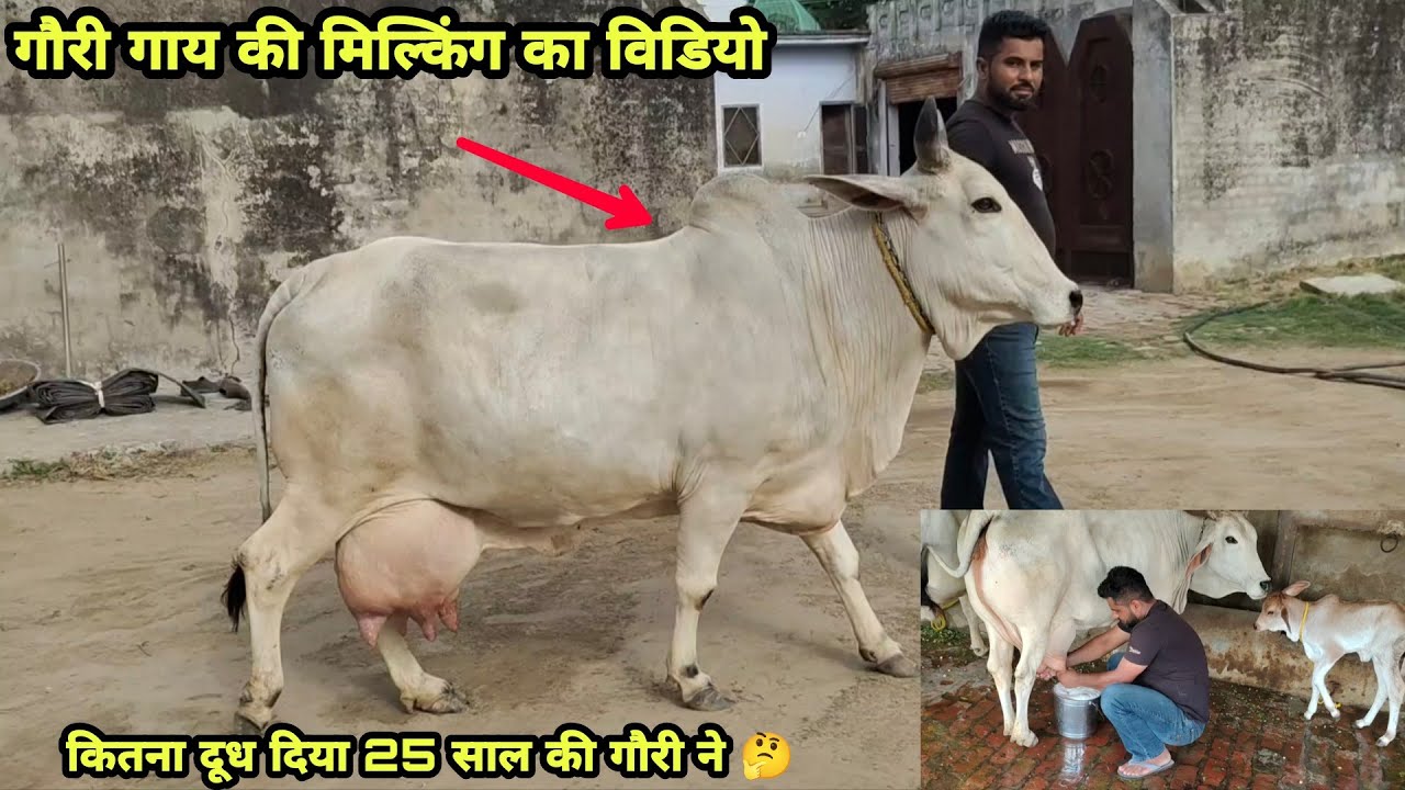 Milking Video of Gori Cow👍 25 साल की आयु मे कितना दूध दिया गौरी गाय ने 🤔 Very Largest Udder Desi Cow
