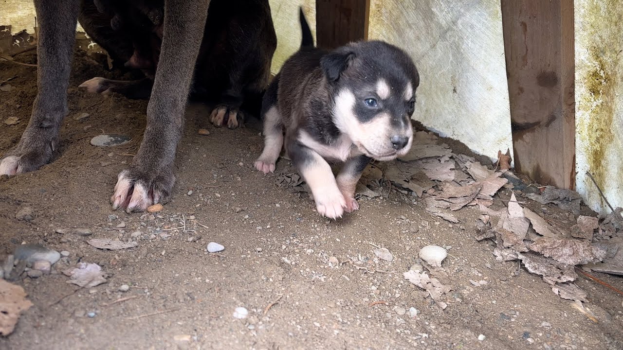 Tek Yavrusuyla Kurtardığımız Anne Köpek Yuvasını Korumaya Çalışıyor