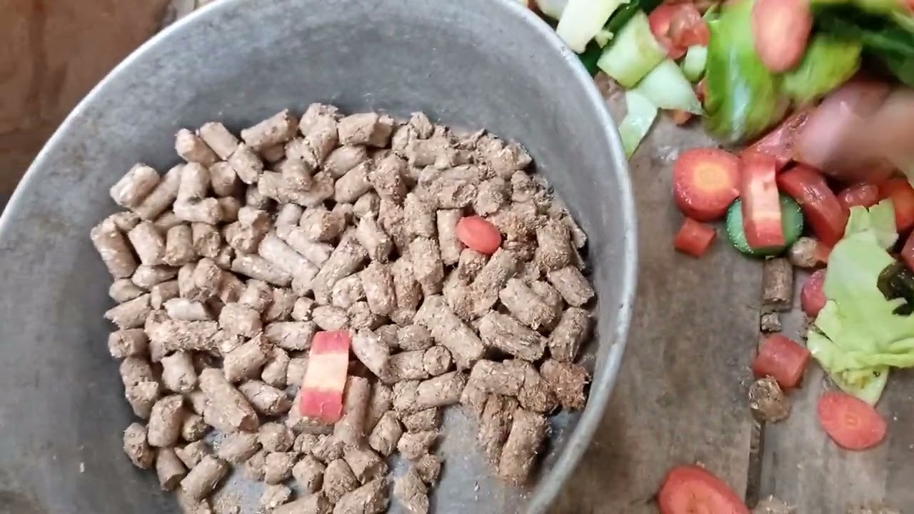 Vegetables waste for Goats| Healthy diet