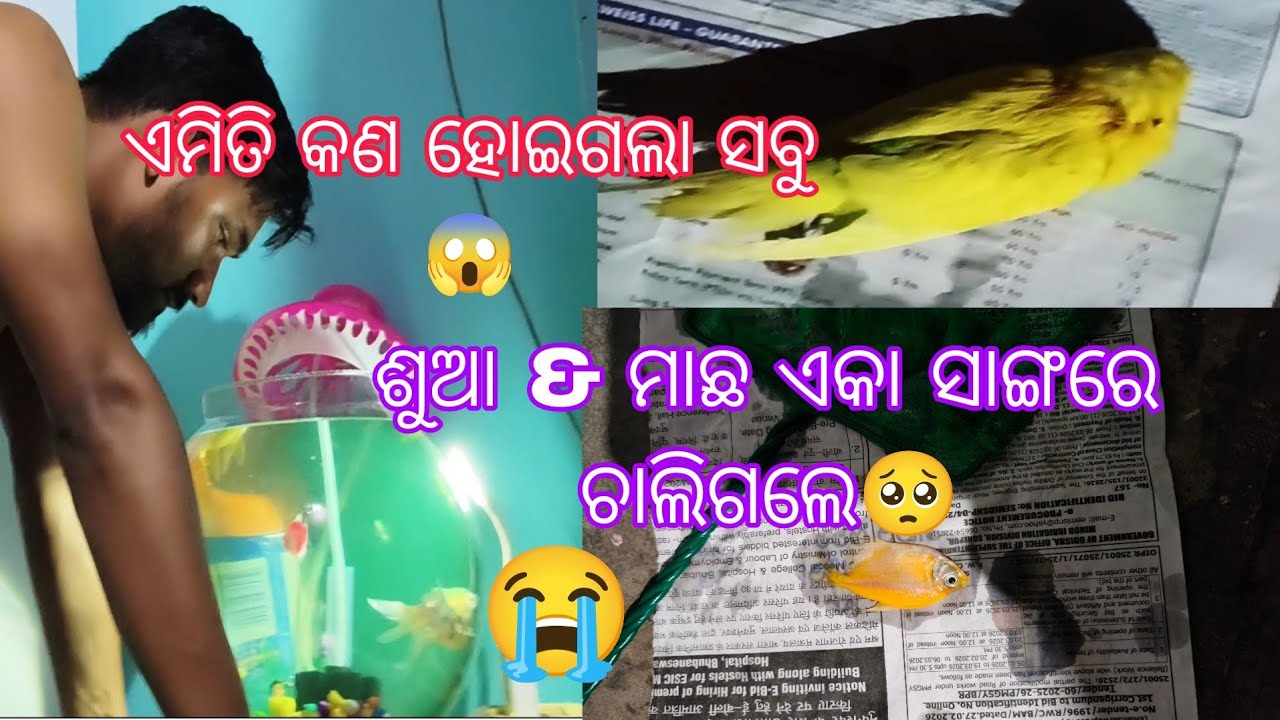 ଏମିତି କଣ ହୋଇଗଲା ସବୁ 😱 ଏକା ସାଙ୍ଗରେ ଦୁଇ ଜଣ ଚାଲିଗଲେ 😭