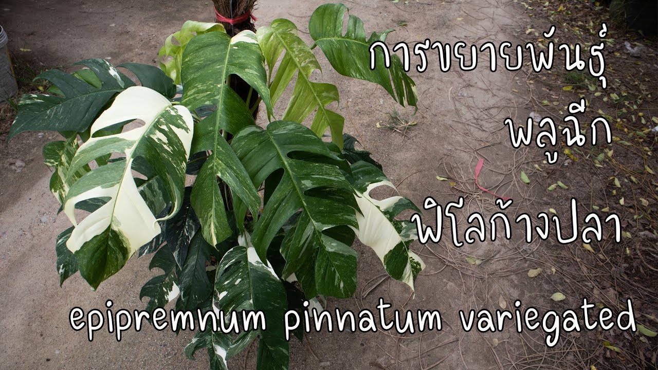 การขยายพันธุ์ epipremnum pinnatum variegated พลูฉีก ฟิโลก้างปลา