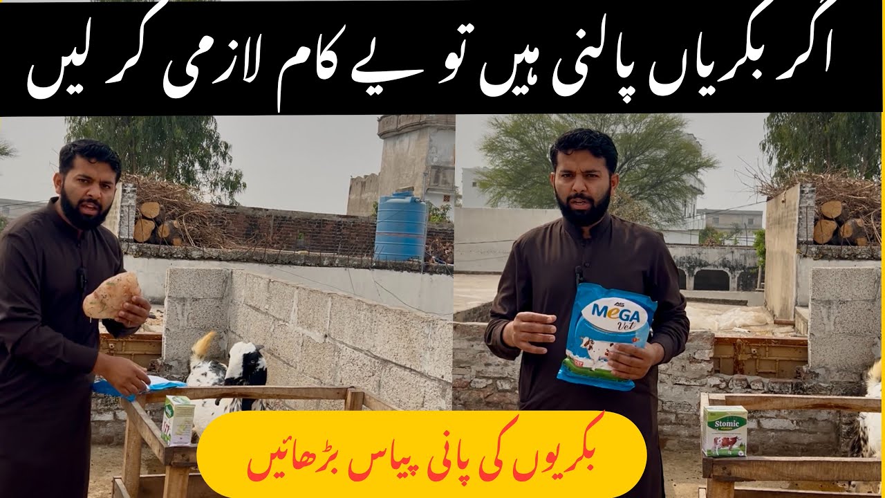 اگر بکریاں پالنی ہیں تو یے کام لازمی کر لیں/بکریوں کی پانی پینے کی مقدار بڑھائیں