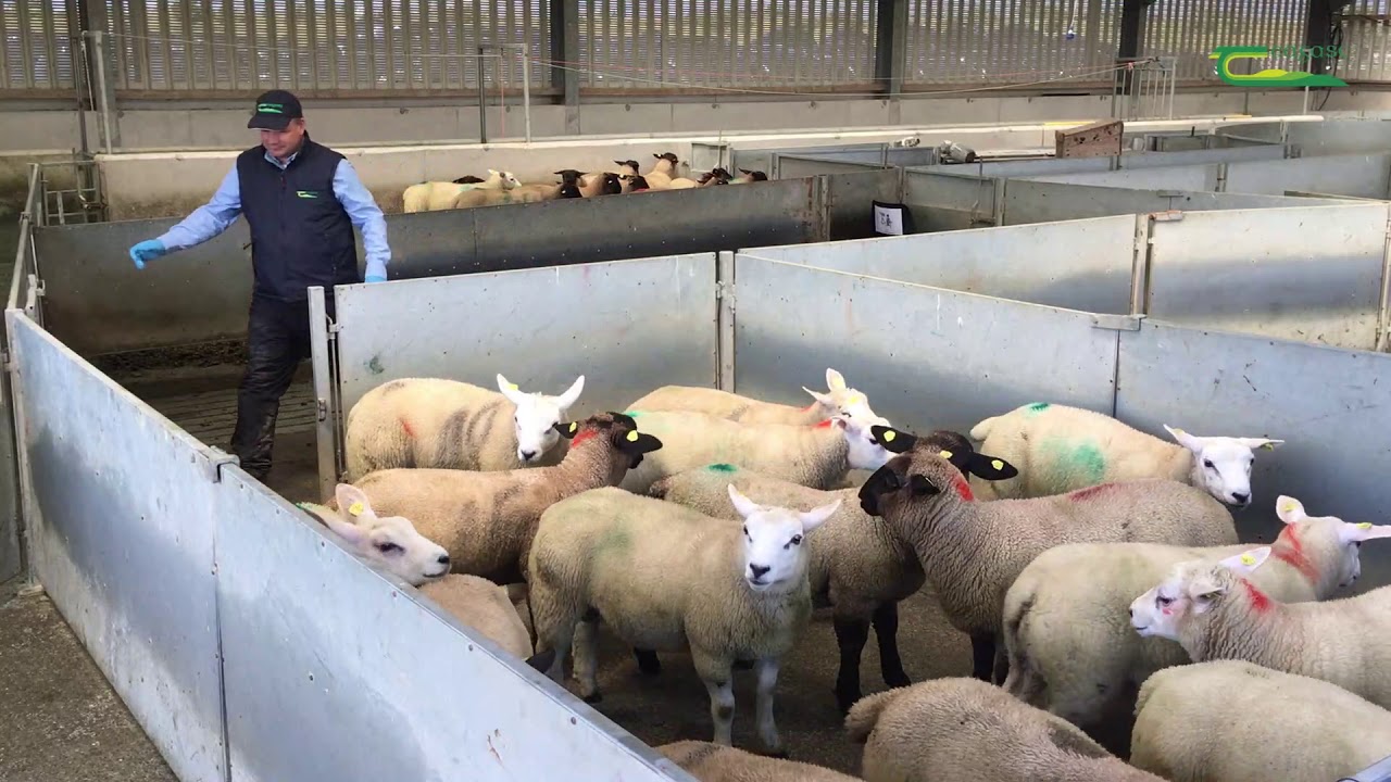 Drench Test - Checking Product Efficacy
