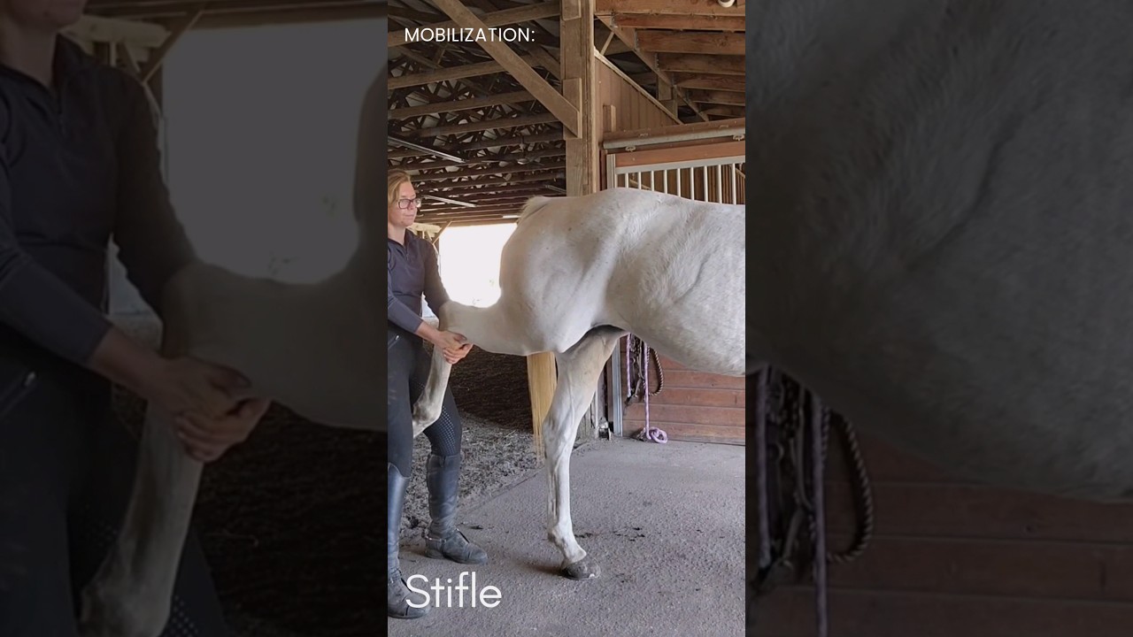 If your horse is displaying signs of stifle dysfunction, try this mobilization #shorts #chiropractic