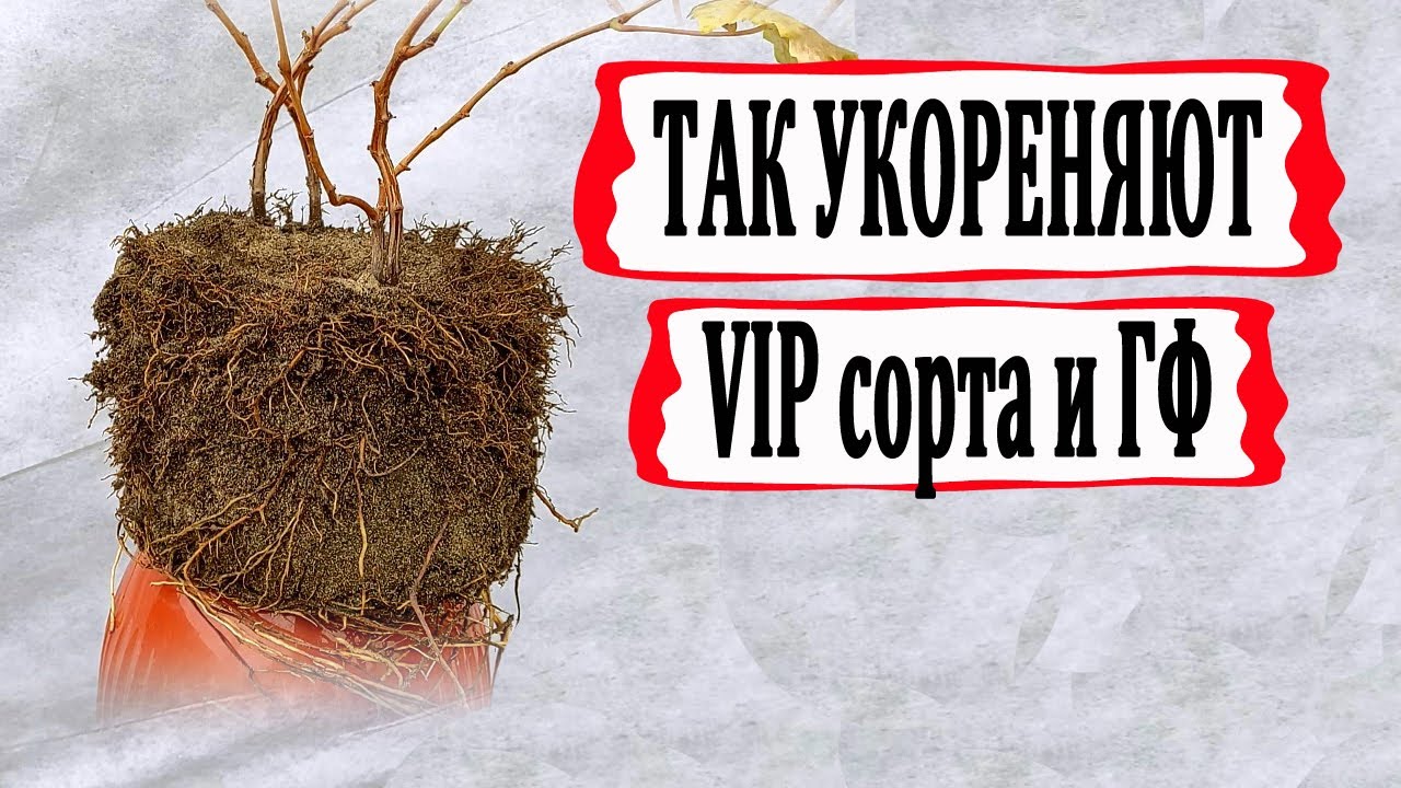 🍇 Узнай!!! Как укореняют черенки  особо дорогих и редких ГФ и сортов винограда.
