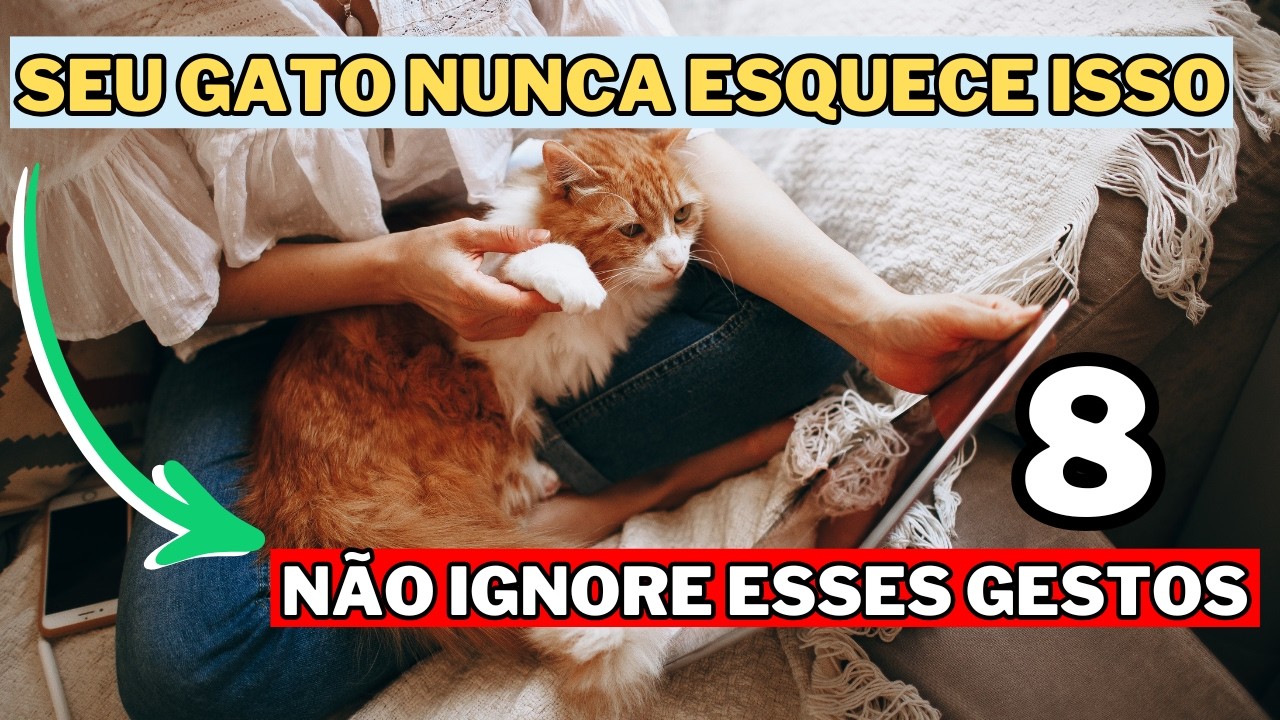 8 Coisas Que Seu Gato Espera de Você Todos os Dias ( POUCOS SABEM)