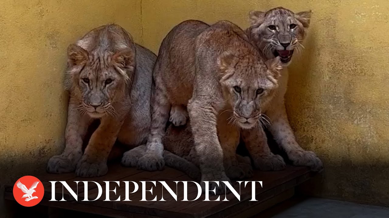 Lions from war-torn Ukraine arrive at Yorkshire Wildlife Park to start new life