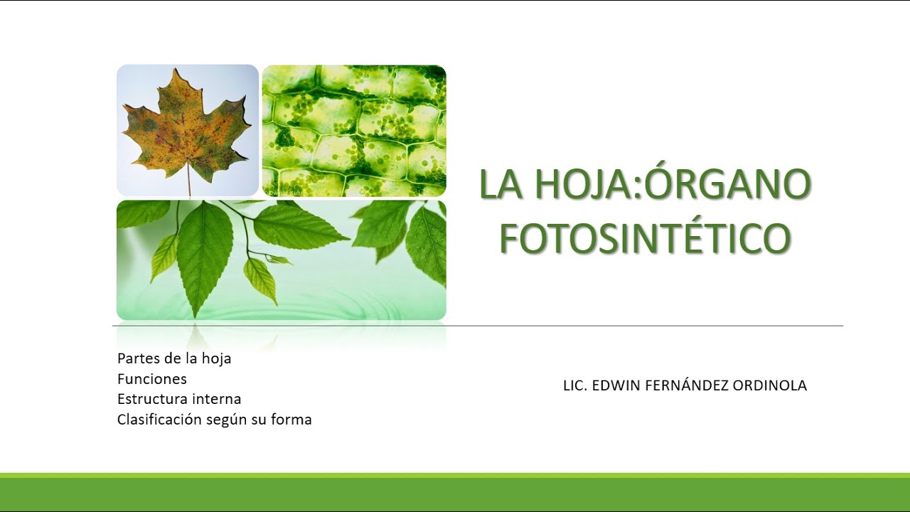 BOTÁNICA- La Hoja: Órgano Fotosintético