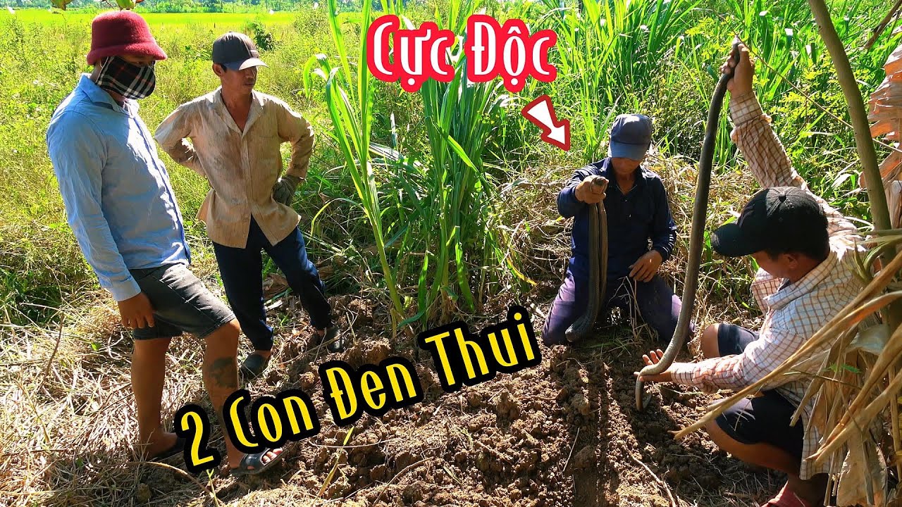 Bắt Được Cặp Rắn Độc Anh Chủ Gò Mừng Hết Lớn | Mười Thương SB