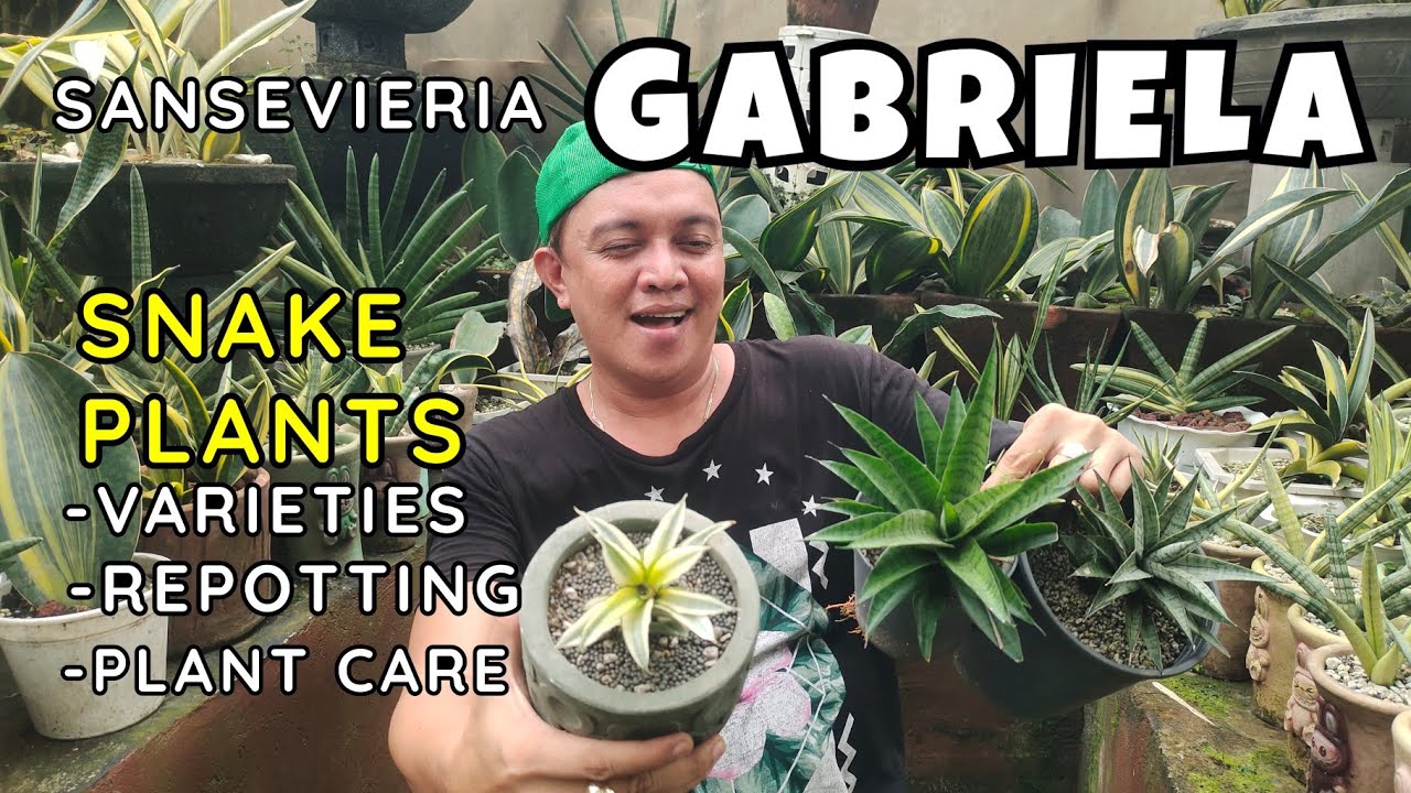 SANSEVIERIA GRABRIELA SNAKE PLANTS | VARIETIES, REPOTTING, PLANT CARE TIPS