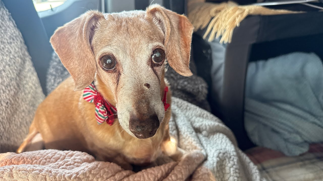 Обновленная информация о здоровье Рокси 💕🐶🙏🏼Спасибо за все ваши молитвы