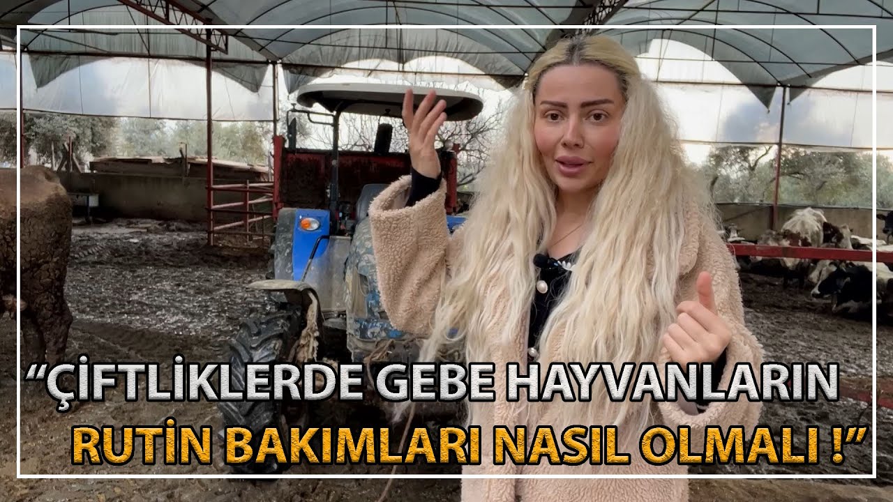 Gebe Hayvanların Yapılması Gereken Rutin Kontrolleri !