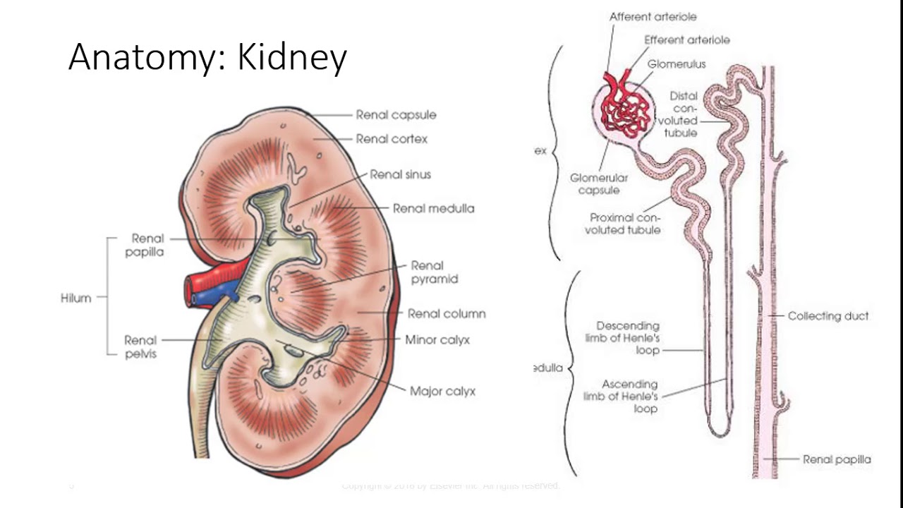 Anatomy of the Urinary System