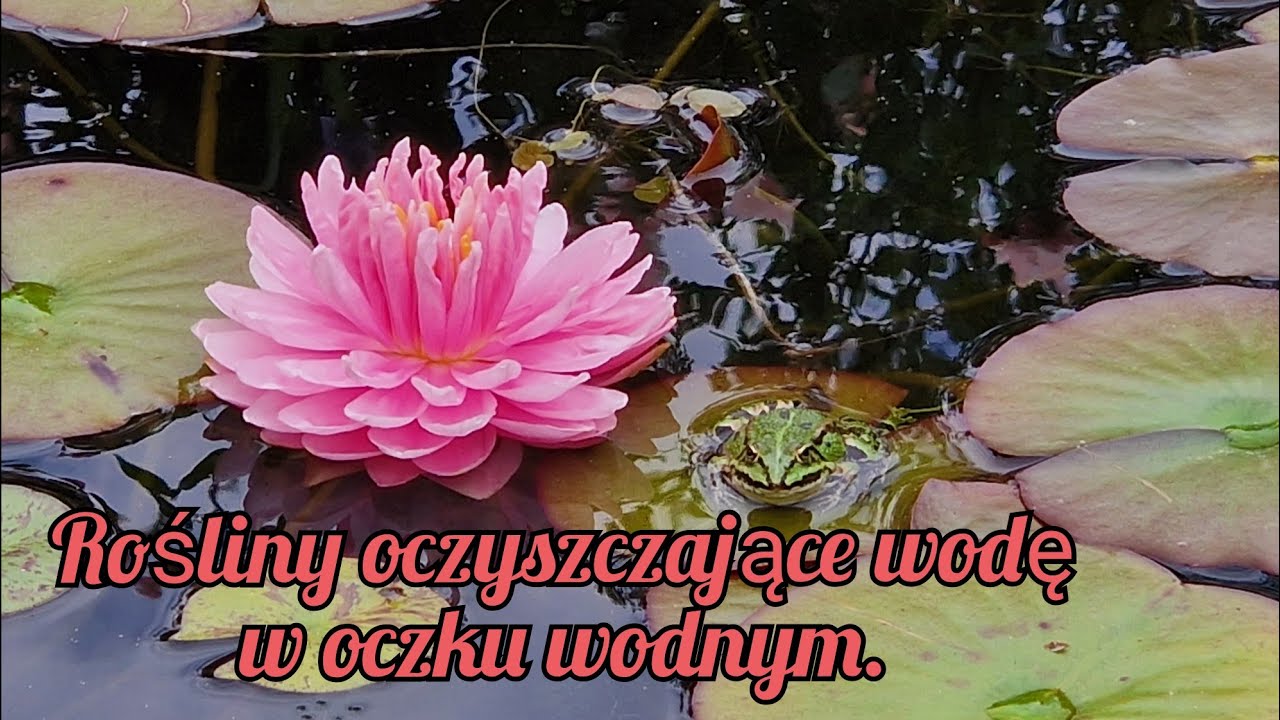 Oczko wodne bez filtrów. Rośliny wodne jako naturalny filtr.