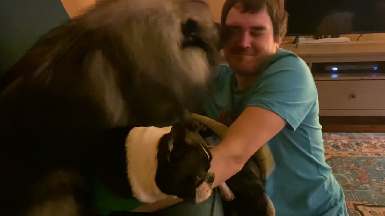 Sweet Keeshond And Cuddly Boston Terrier Kiss Their Daddy!