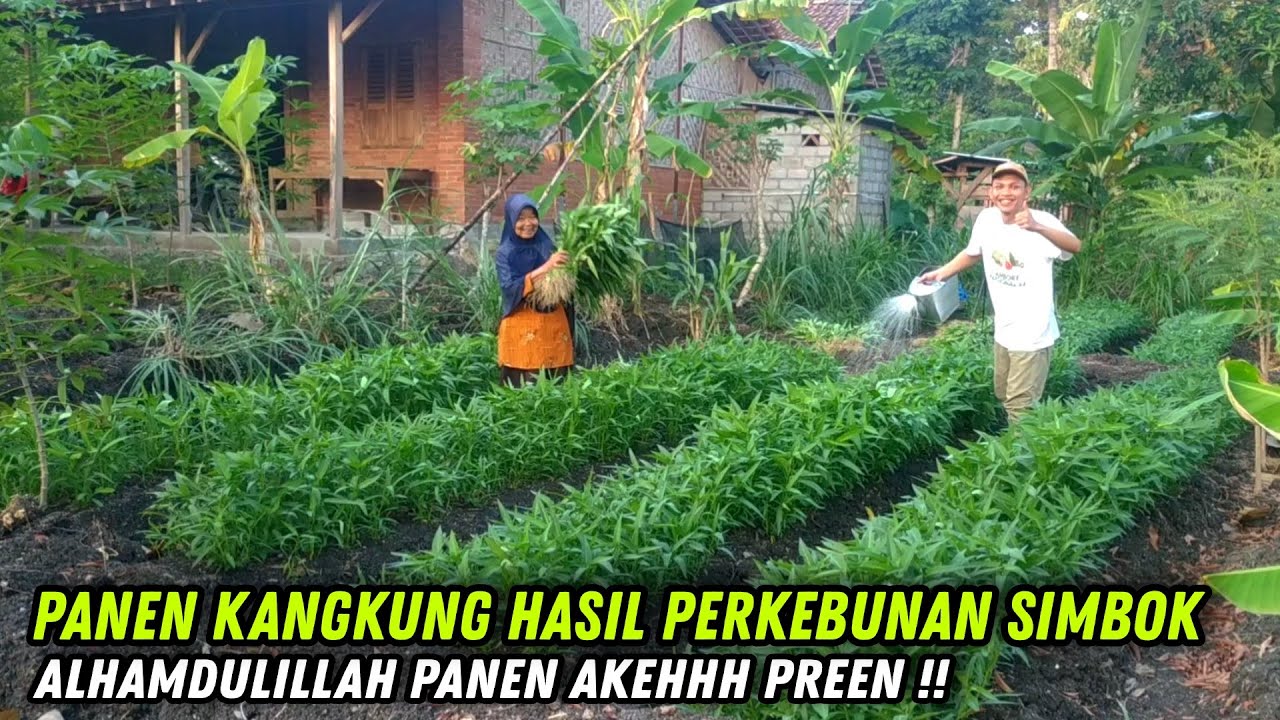 PANEN KANGKUNG HASIL PERKEBUNAN SIMBOK PREEN !! ALHAMDULILLAH PANEN AKEHH