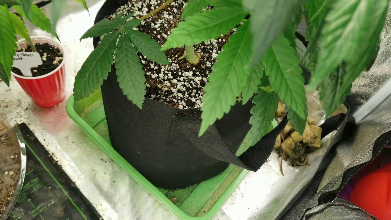 Indoor cannabis grow update