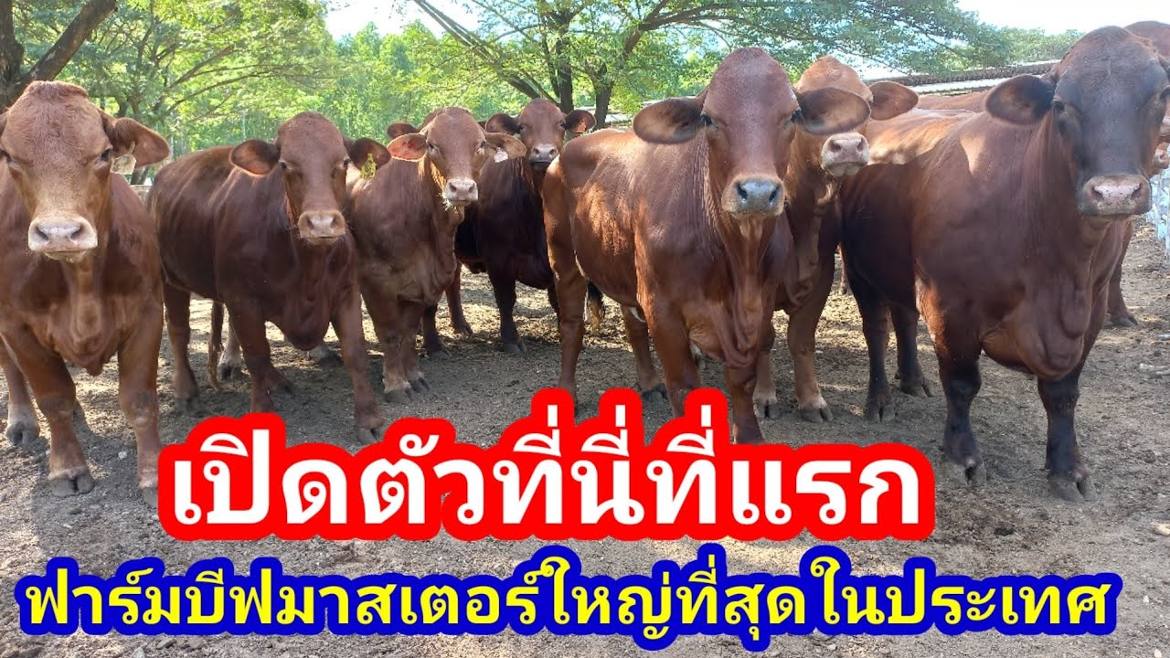 เปิดตัวครั้งแรก อานนท์ฟาร์ม ฟาร์มบีฟมาสเตอร์นำเข้าที่ใหญ่ที่สุดในประเทศ