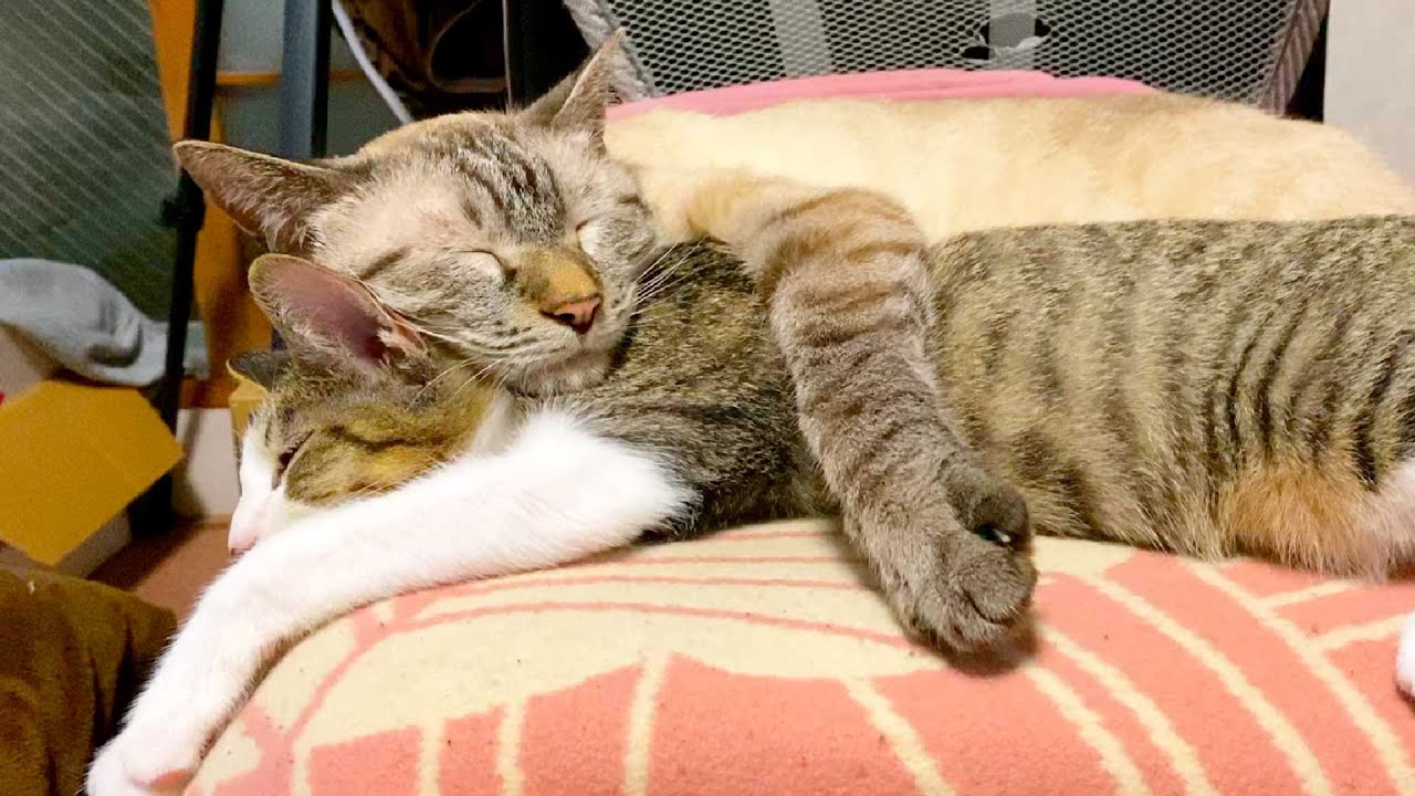 弟が出来て嬉しくなった兄猫が子猫を抱きしめて離さなくなりました