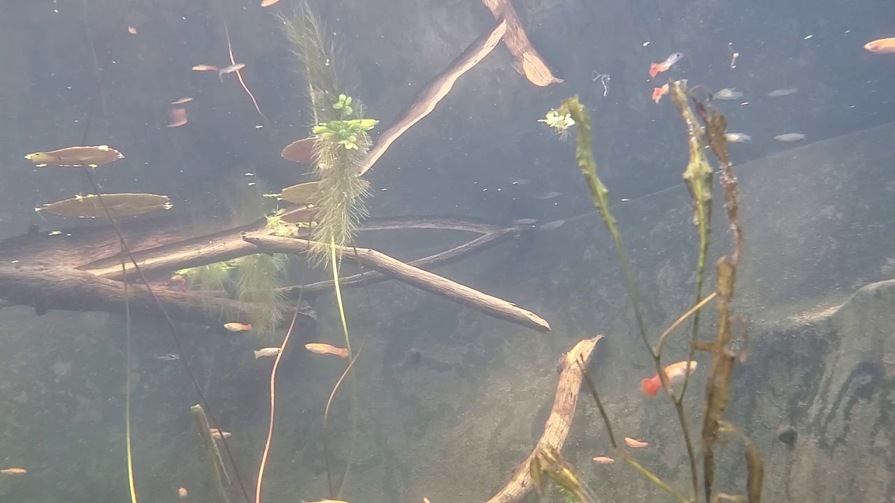 Second pond video