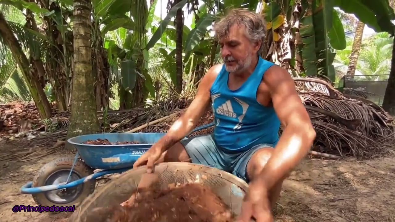 TUDO SOBRE AÇAÍ: DA GERMINAÇÃO DOS CAROÇOS ATÉ O PLANTÍO. #agro