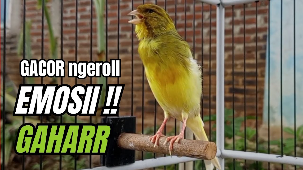 Masteran KENARI GACOR ngeroll panjang,Cuit Cuit Emosi AMPUH bikin kenari nyaut ,Masteran MURAI BATU