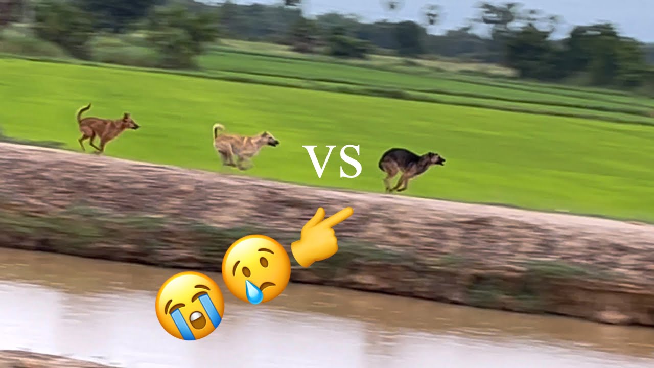 #dog #animals #short #shortvideo 