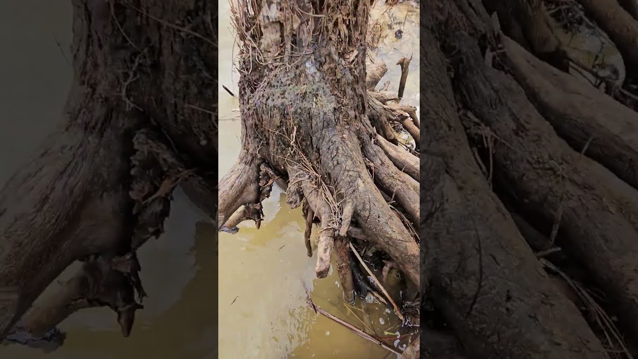 North Carolina beaver trapping. 
