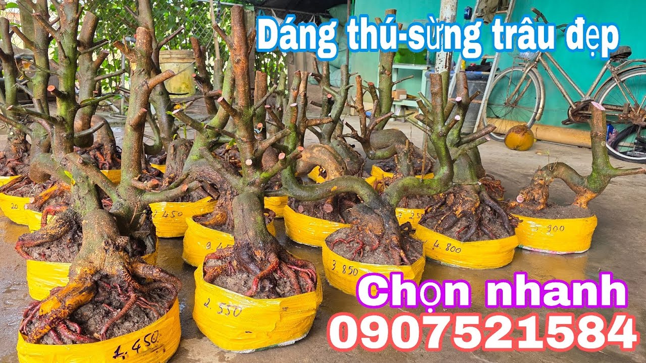 6/2.Bảo☎️0907521584📢📢Phôi mai bonsai dáng quái đế đẹp