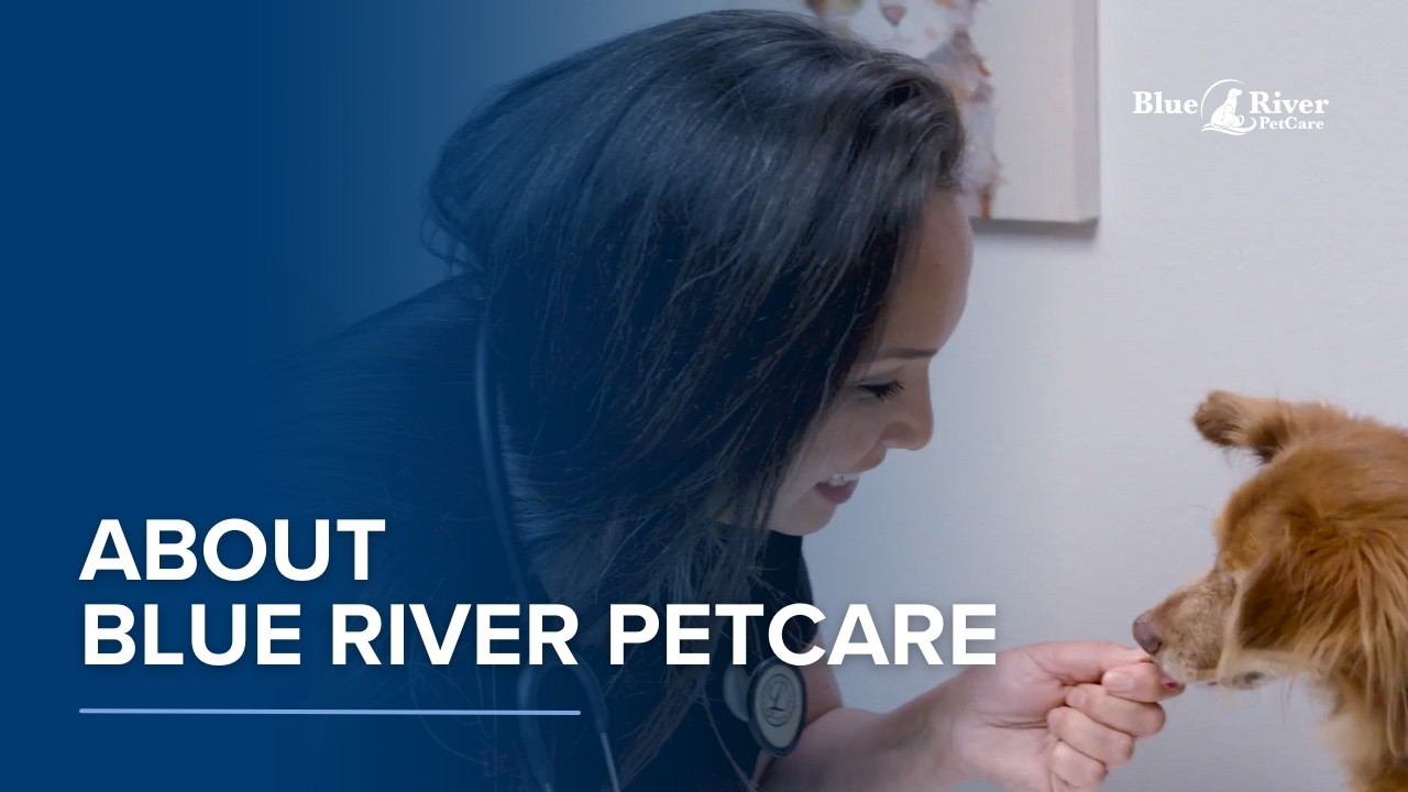 Supporting Veterinary Hospitals and Developing Fulfilling Careers | Blue River PetCare