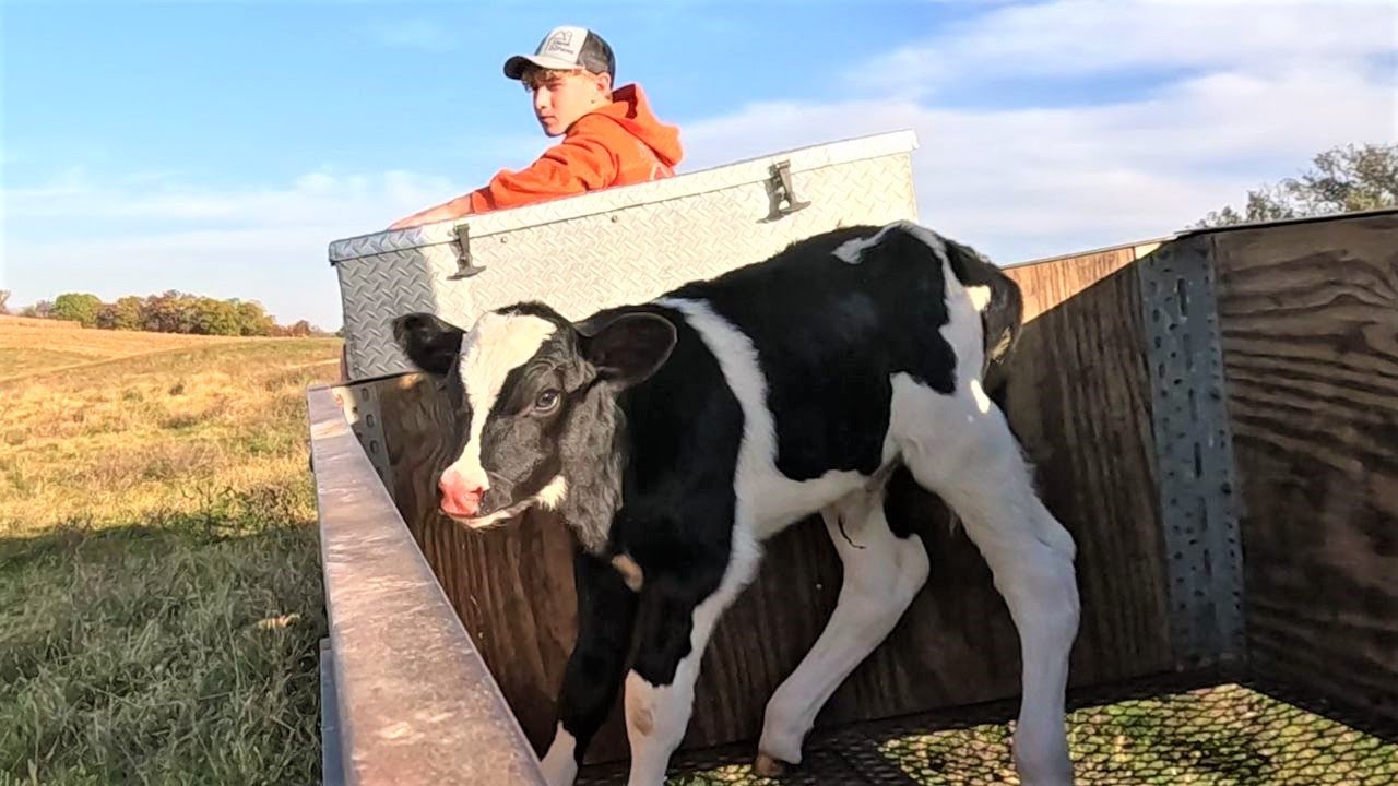 Bringing a New Calf Home!