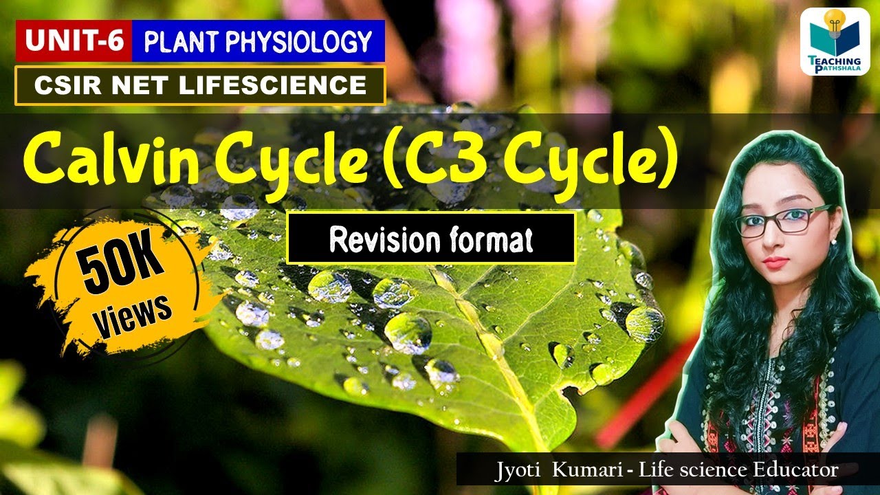 C3 CYCLE | CALVIN CYCLE | DARK REACTION | REVISION FORM |CSIR NET|