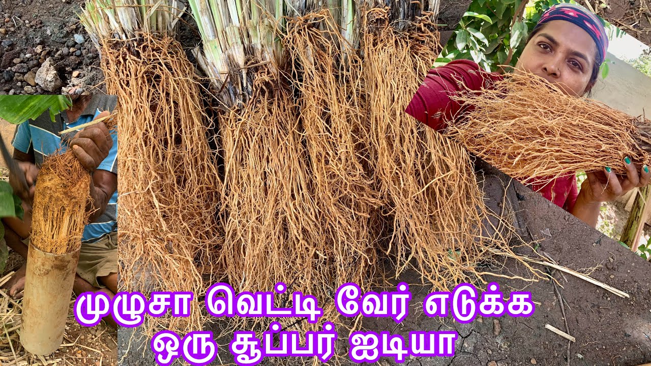சூப்பர் ஐடியா!/அழகா வெட்டி எடுக்கலாம்/How to grow Vetiver in home garden?/Khus grass root harvest