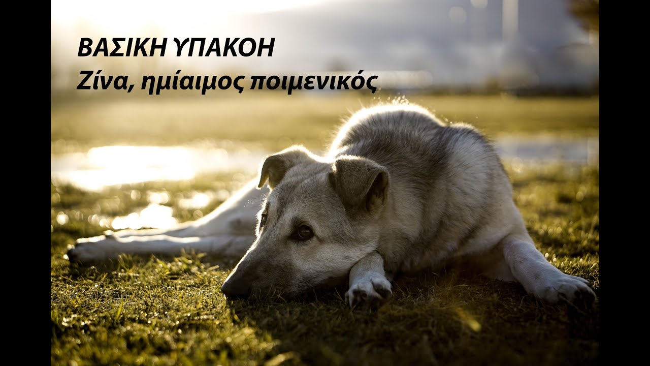 Βασική υπακοή, ημίαιμου ελληνικού ποιμενικού | Εκπαίδευση σκύλου