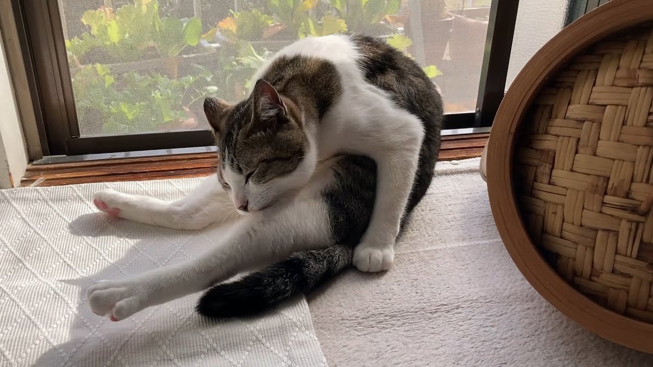 毛づくろいからのお水飲み