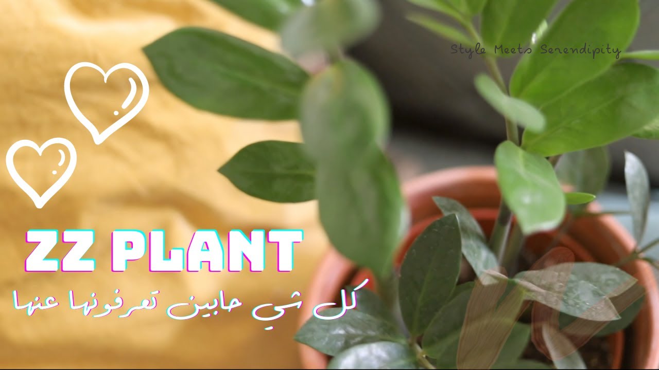نبته زيزي او الزاميا \ zz plant